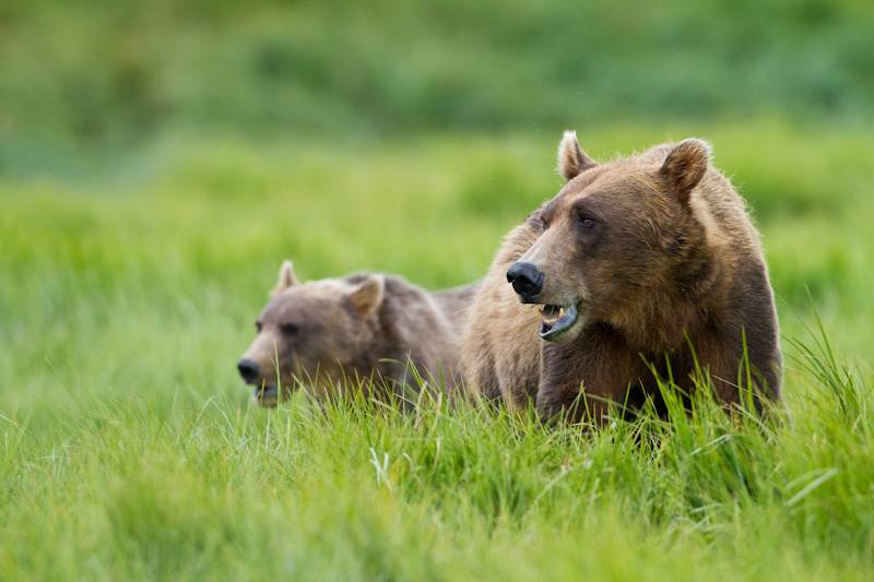 Grizzly Bear Sow And Cub